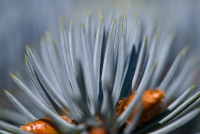 Picea pungens 'Argentea' - smrk pichlavý - jehlice2